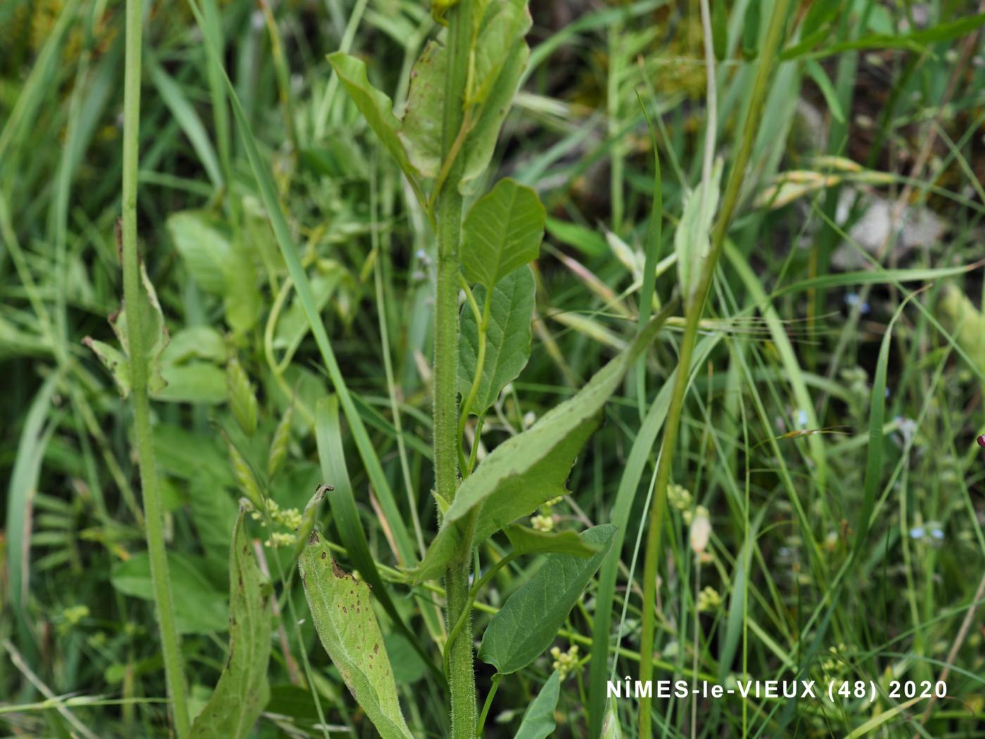 Hound's Tongue leaf